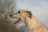 IRISH WOLFHOUND 364